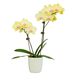F4970 Akari Mature Plant