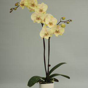 F6100 Fruit Punch Medium Plant