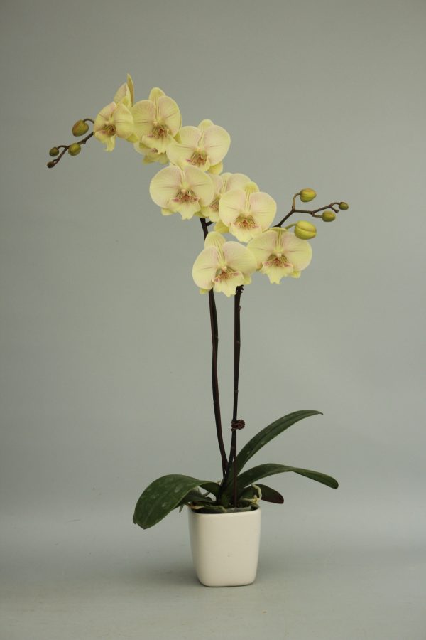 F6100 Fruit Punch Medium Plant