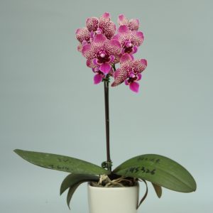F6142 Meruru Medium Plant