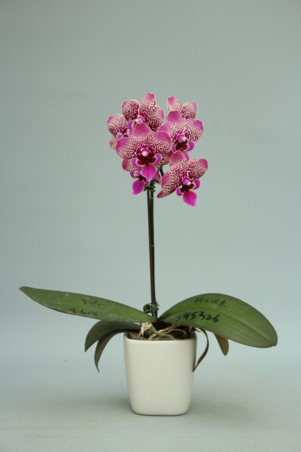 F6142 Meruru Medium Plant