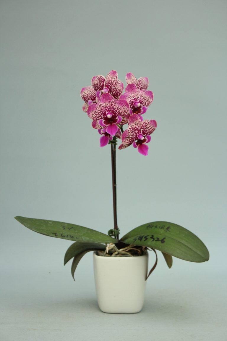 F6142_P28 (3)