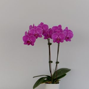 F6607 Shani Mature Plant