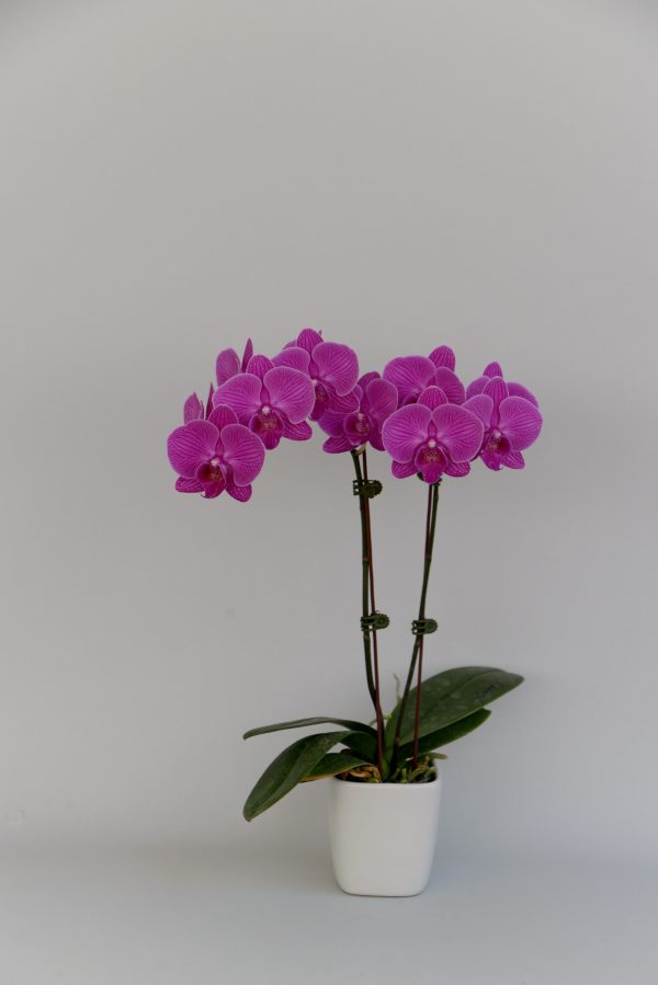 F6607 Shani Mature Plant