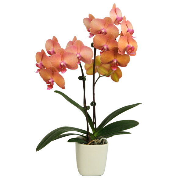 F7880 Dorado Mature Plant