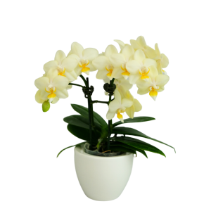 F8338 Better Butter Medium Plant