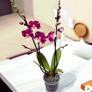 F7880 Johana Mature Plant