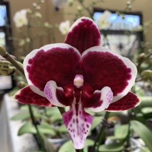 F7232 Phal Ola Plant only