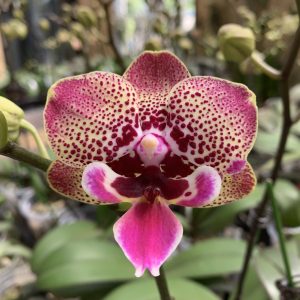 F6142 Phal Meruru Medium Plant Flower size 7cm