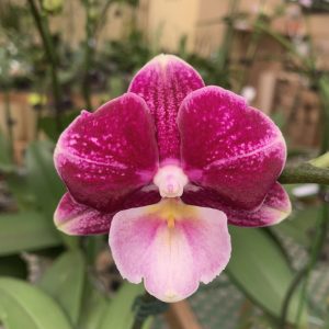 F7880 Phal Johana Mature Plant Flower Size 8cm
