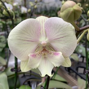 F6100 Phal Fruit Punch Plant Only