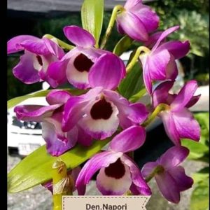 den.nobile napori