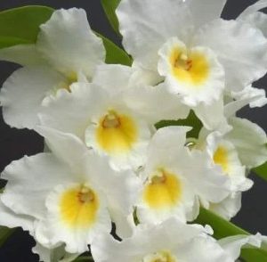 den.nobile true love