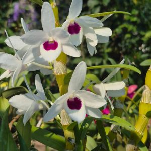 den.nobile watanabe white