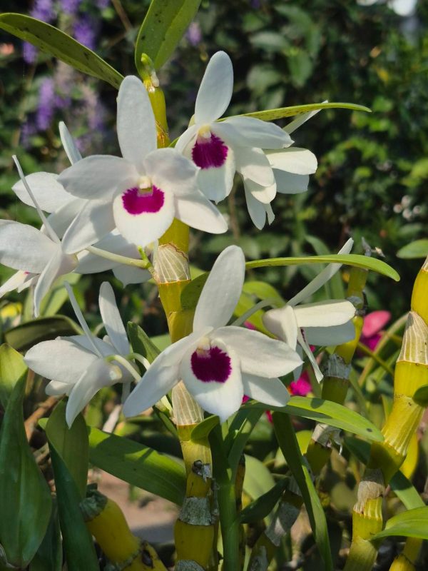 Den. Nobile Watanabe White