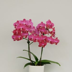 F6607 Phal Loganberry Flower size 5cm