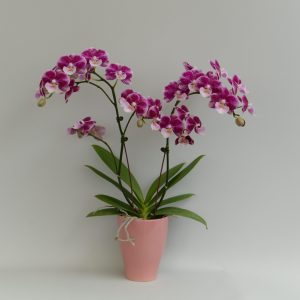 F6607 Phal Johana Flower Size 6cm