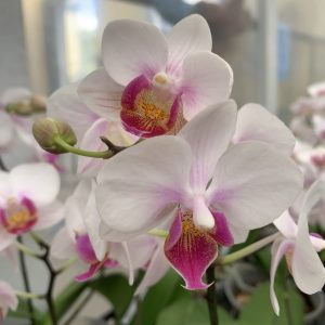 F6607 Phal Almond Flour Flower size 5cm