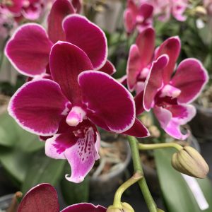 F6607 Phal Antonia Flower size 5cm