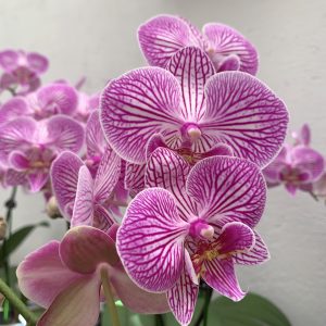 Phal Musica Flower Size 7cm