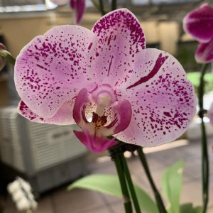 Phal Tesoro Flower Size 8cm