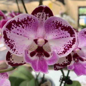 Phal Late Night Mellow Flower Size 8cm