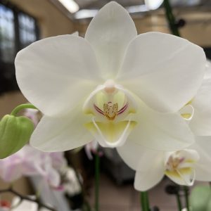 F6607 Phal Sogo Watch Flower size 7cm