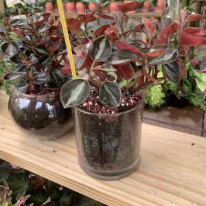 NEW Foliage Peperomia Red w/Glass Jar