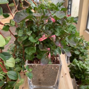 NEW Foliage Alternanthera Tricolor w/Glass Jar