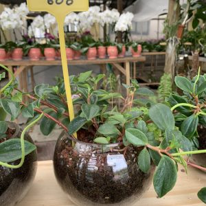 NEW Foliage Peperomia Green w/Glass Jar
