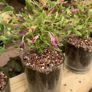 NEW Foliage Coleus w/Glass Jar
