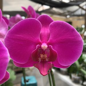 Phal Reggae Flower size 9cm