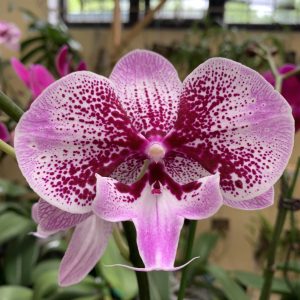 Phal Pink Sand Flower size 9.5cm